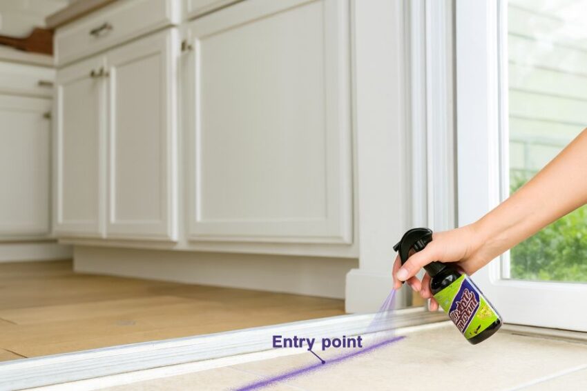 Light peppermint spray band along a kitchen doorway to break ant scouting lines.