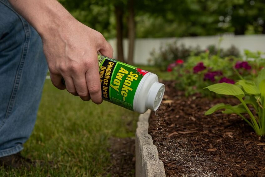 Person applying Shake-Away Coyote/Fox Urine Granules along a garden border with the 28.5 oz shaker