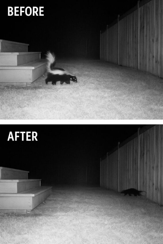 Trail-cam before and after showing a skunk diverting away from a deck after deterrents.