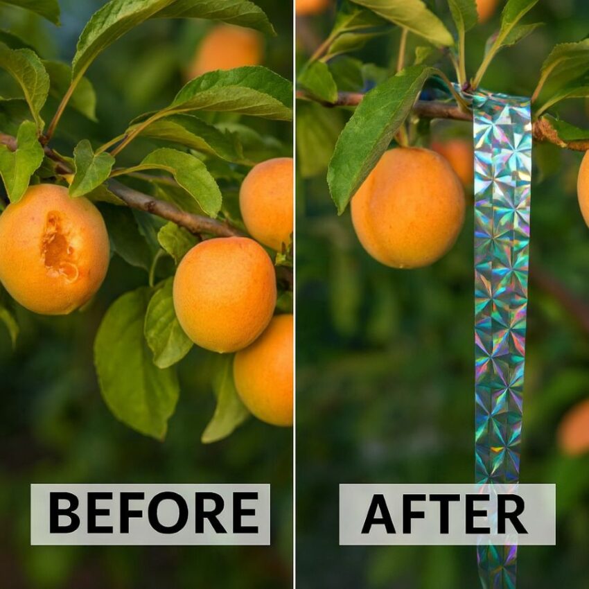 Before and after fruit tree with reflective tape added to reduce bird pecking
