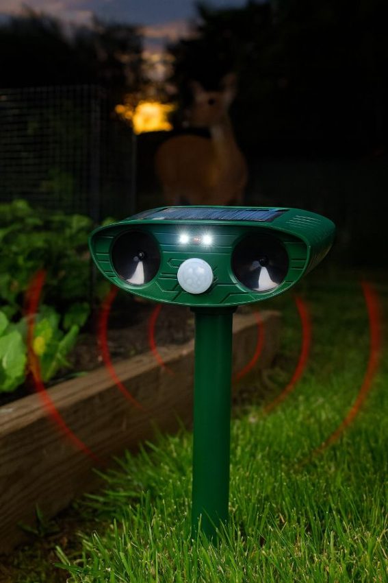 Solar ultrasonic animal repeller protecting a vegetable bed at dusk, LEDs flashing as a deer approaches the fence.